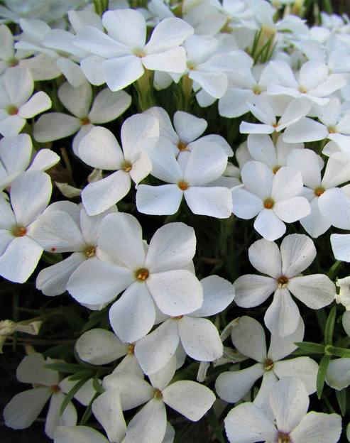 Phlox douglasii `White Admiral`